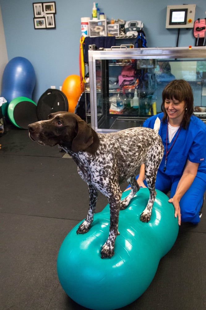 a dog standing on a peanut medicine ball